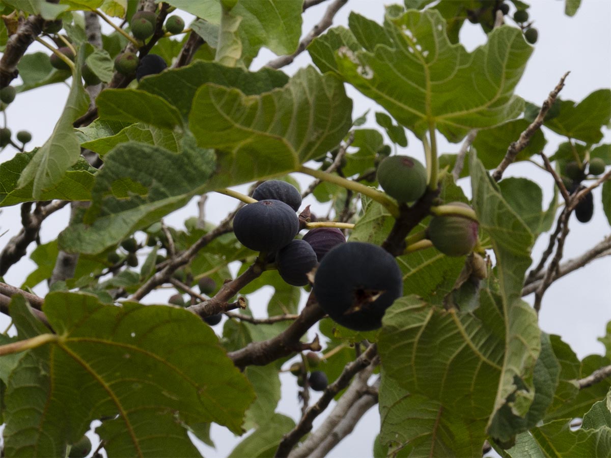 Ficus carica